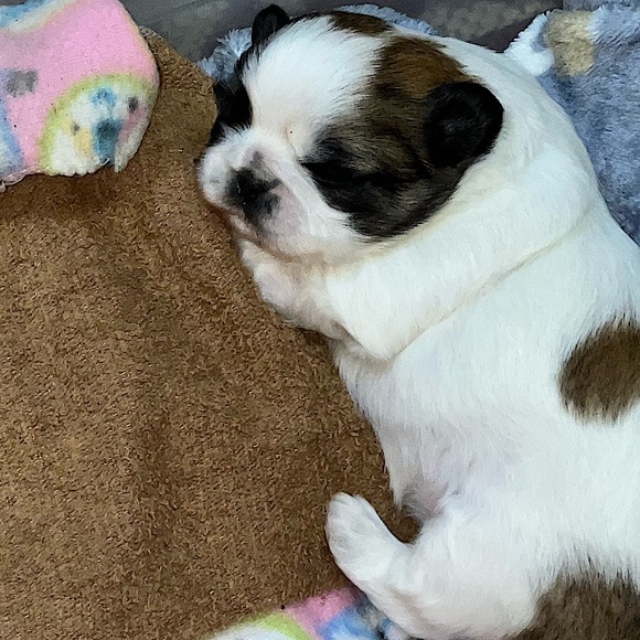 Meet your Posher, Denise - Picture 11 of 16